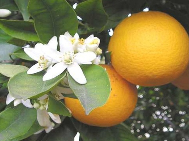 Flores e óleo de Laranja-da-terra têm efeito sedativo