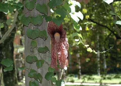 Papo de Peru tem ação relaxante contra cãibras