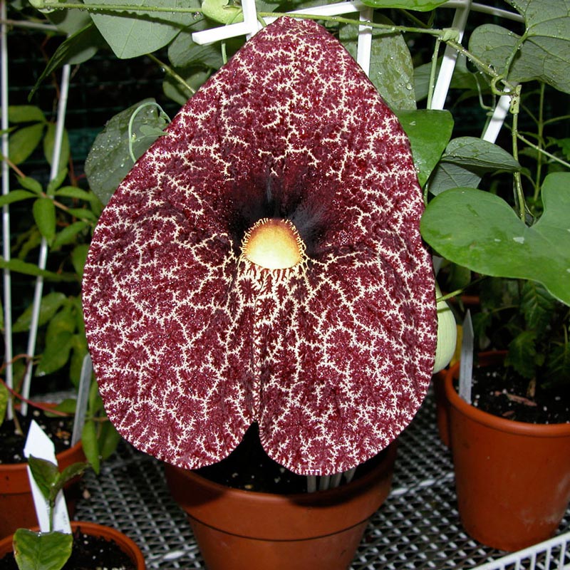 Papo de Peru tem ação relaxante contra cãibras