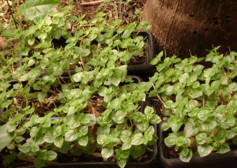 Erva é indicada para inflamação do reto