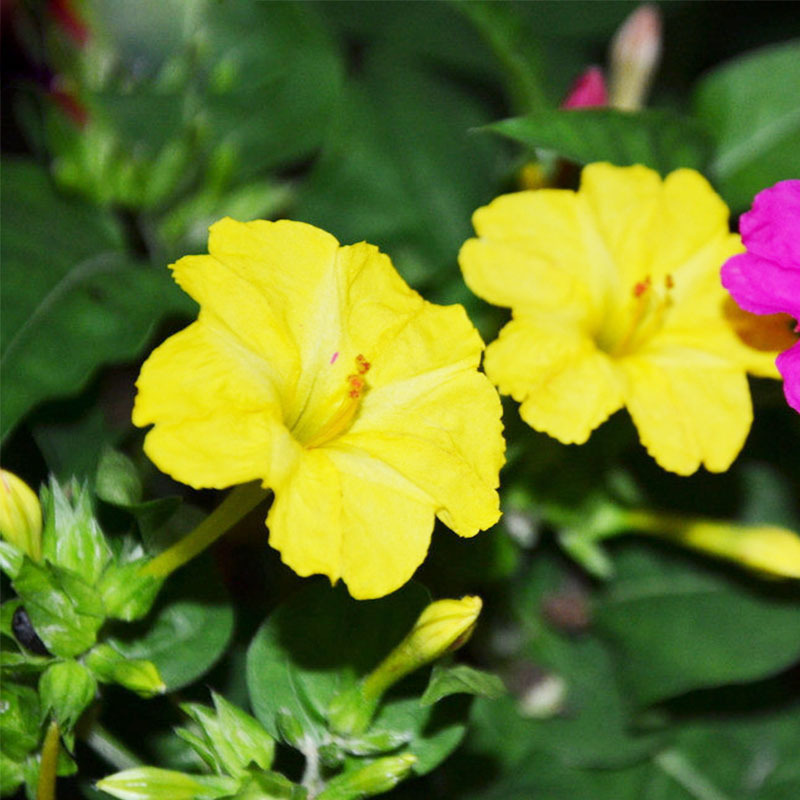 Planta pode auxiliar no tratamento de distúrbios nervosos