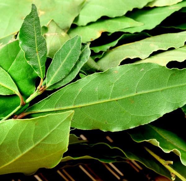 Receita caseira pode eliminar microvarizes