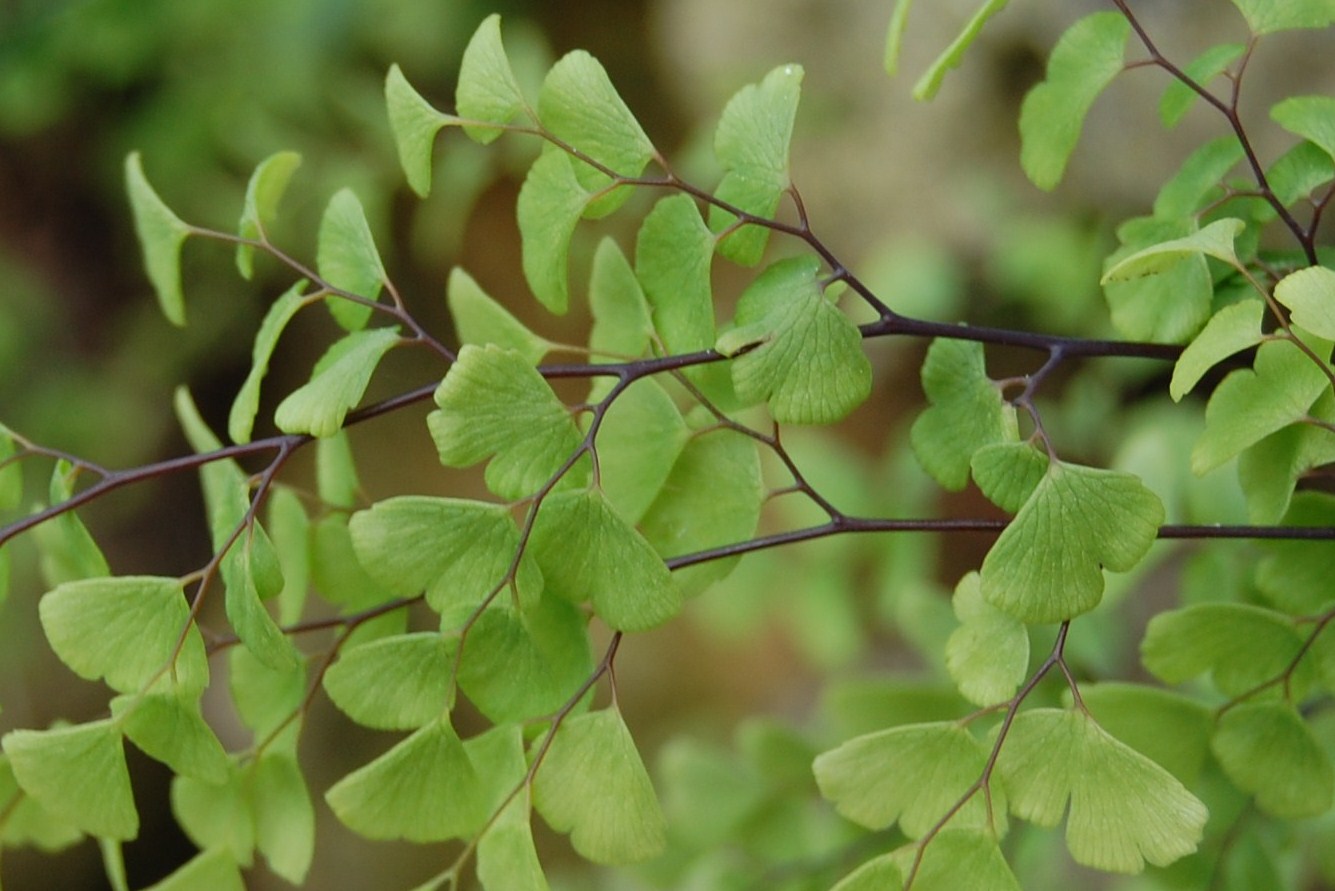 Chá tem indicações medicinais no combate a tosse e rouquidão