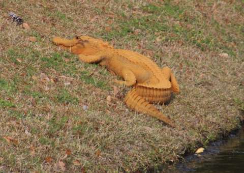Jacaré 'dorme' em tubulação e amanhece na cor laranja