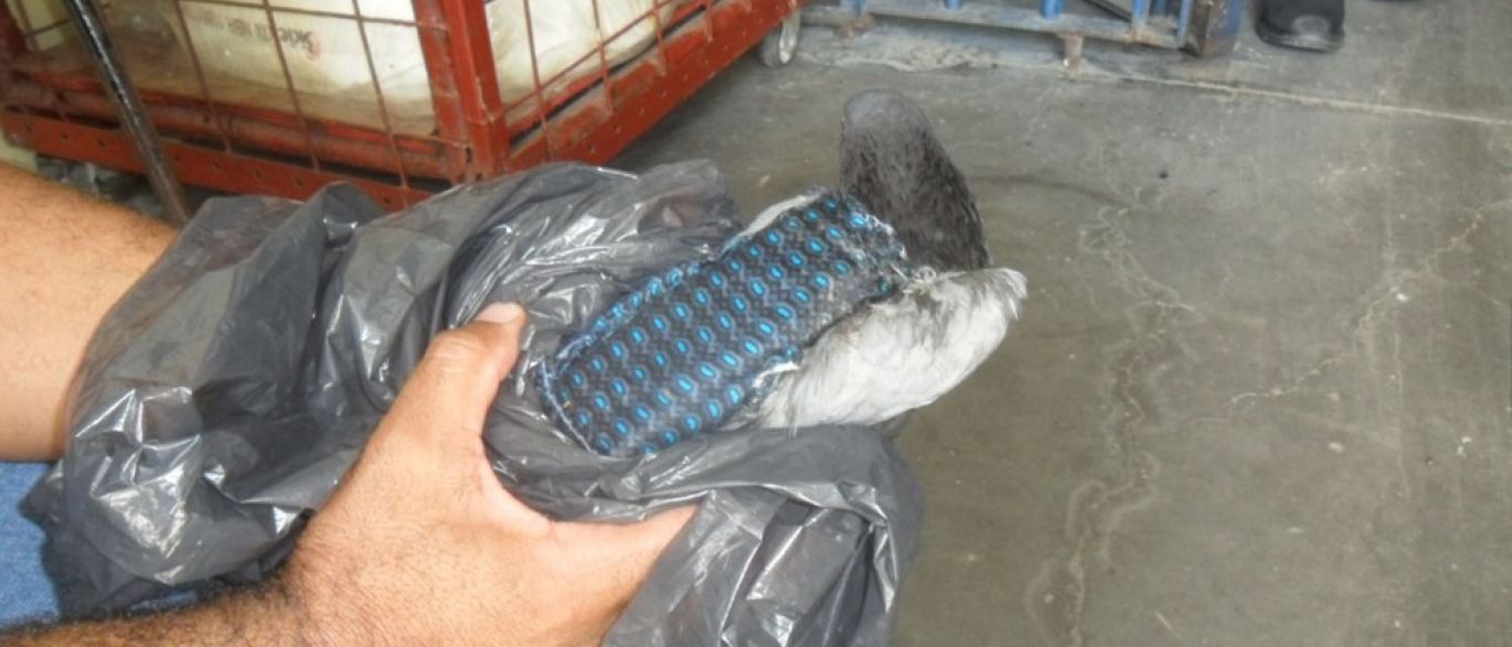 Detentos usam Pombo-correio para transportar celular para dentro de presídio