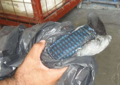 Detentos usam Pombo-correio para transportar celular para dentro de presídio