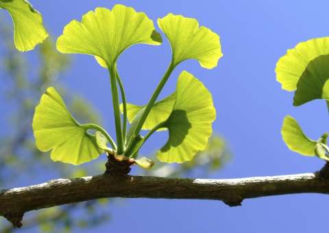 Um dos fitoterápicos mais populares, planta pode melhorar memória