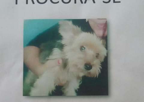 Idosa procura 'seu melhor amigo' que está perdido em Manaus