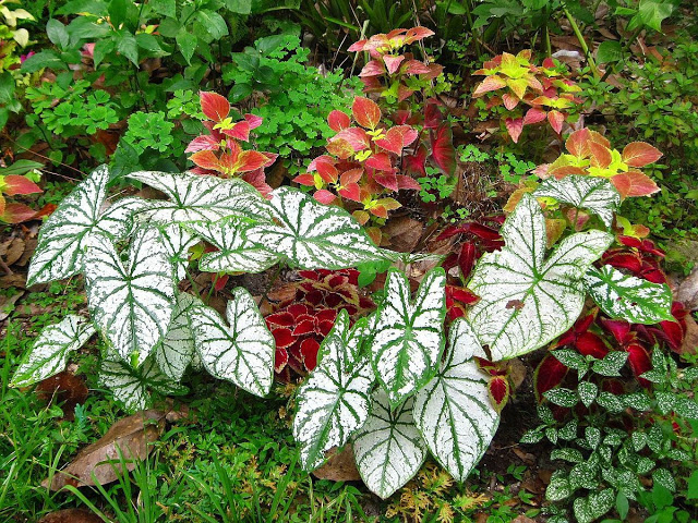Comum em jardins, planta pode trazer riscos à saúde 