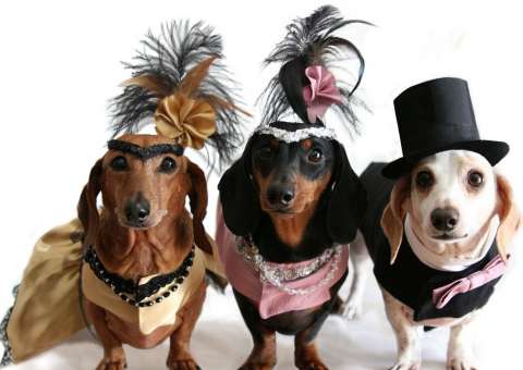 Prevenção de DST é tema em Campanha para cães e gatos