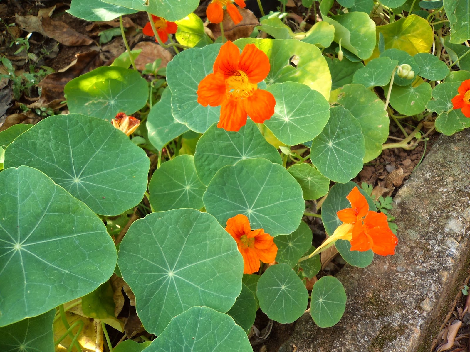 Com efeitos medicinais, planta ajuda a fortalecer o cabelo   