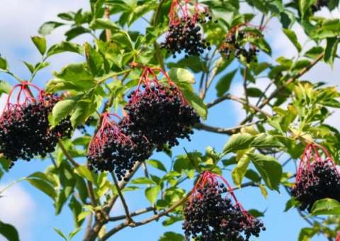  Erva apresenta efeitos que ajudam a combater gripe e resfriado  