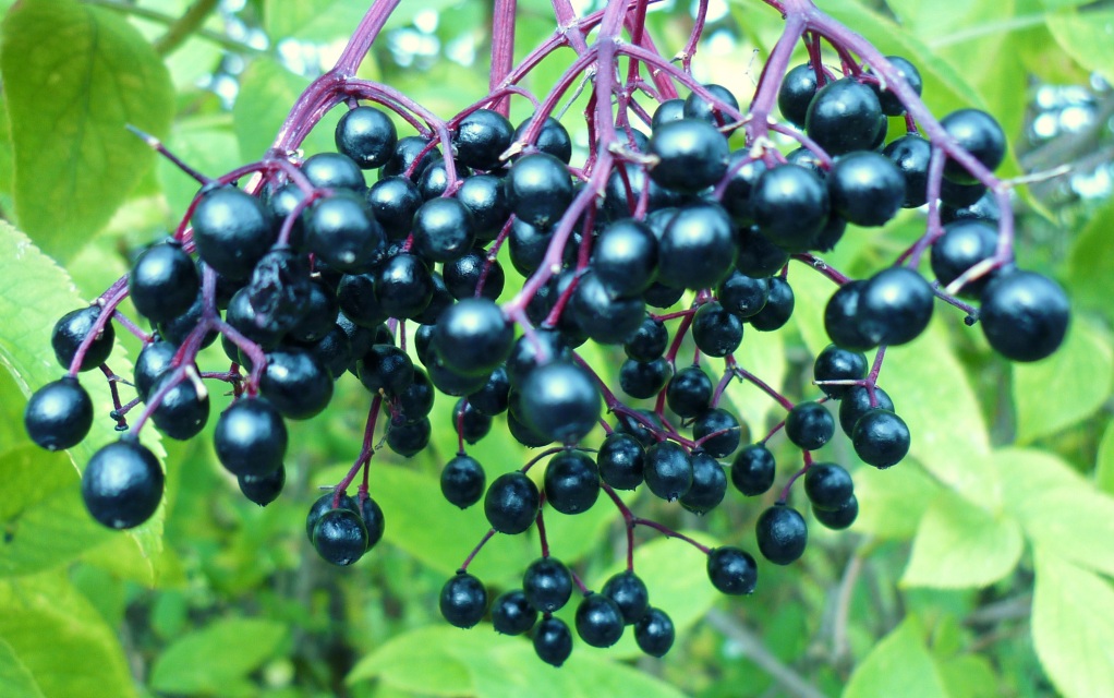  Erva apresenta efeitos que ajudam a combater gripe e resfriado  