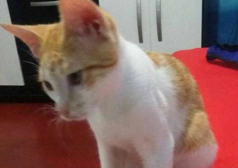 Família pede ajuda para encontrar gato que foi raptado em Manaus