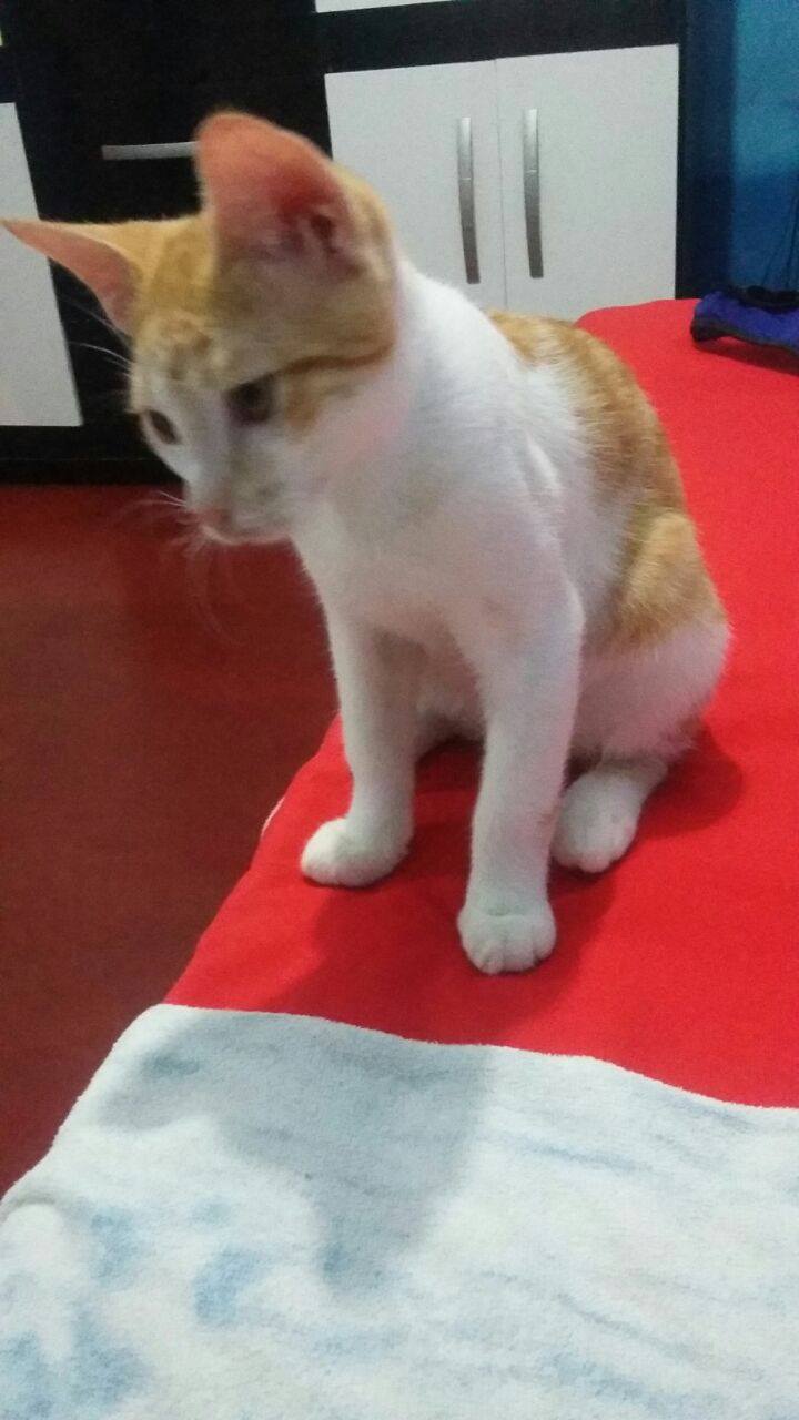 Família pede ajuda para encontrar gato que foi raptado em Manaus