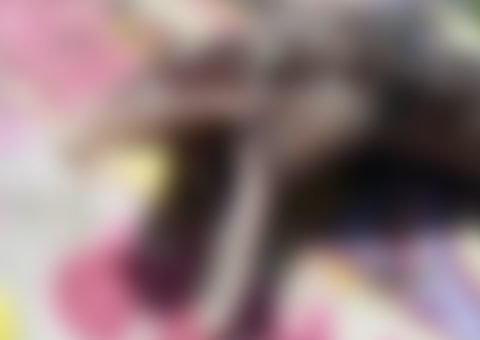 Criatura bizarra é encontrada em parque e aparência é chocante