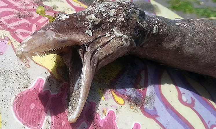 Criatura bizarra é encontrada em parque e aparência é chocante