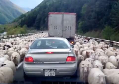 Ovelhas invadem estrada e causam congestionamento no trânsito. Veja vídeo 