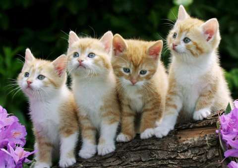 Adolescente que matou e esquartejou 75 gatos diz sentir prazer em ver mortes