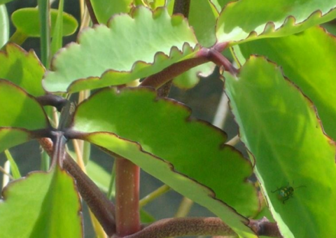 Folha- da-Fortuna combate acne, calos e catapora