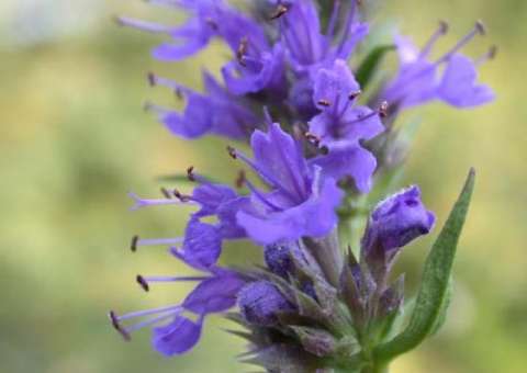 Erva pode auxiliar no tratamento de asma 