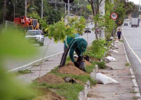 Praças dos conjuntos habitacionais recebem plantios do Arboriza Manaus