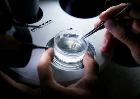 Pesquisa na Fapeam estuda peixes amazônicos lisos em fase de larva