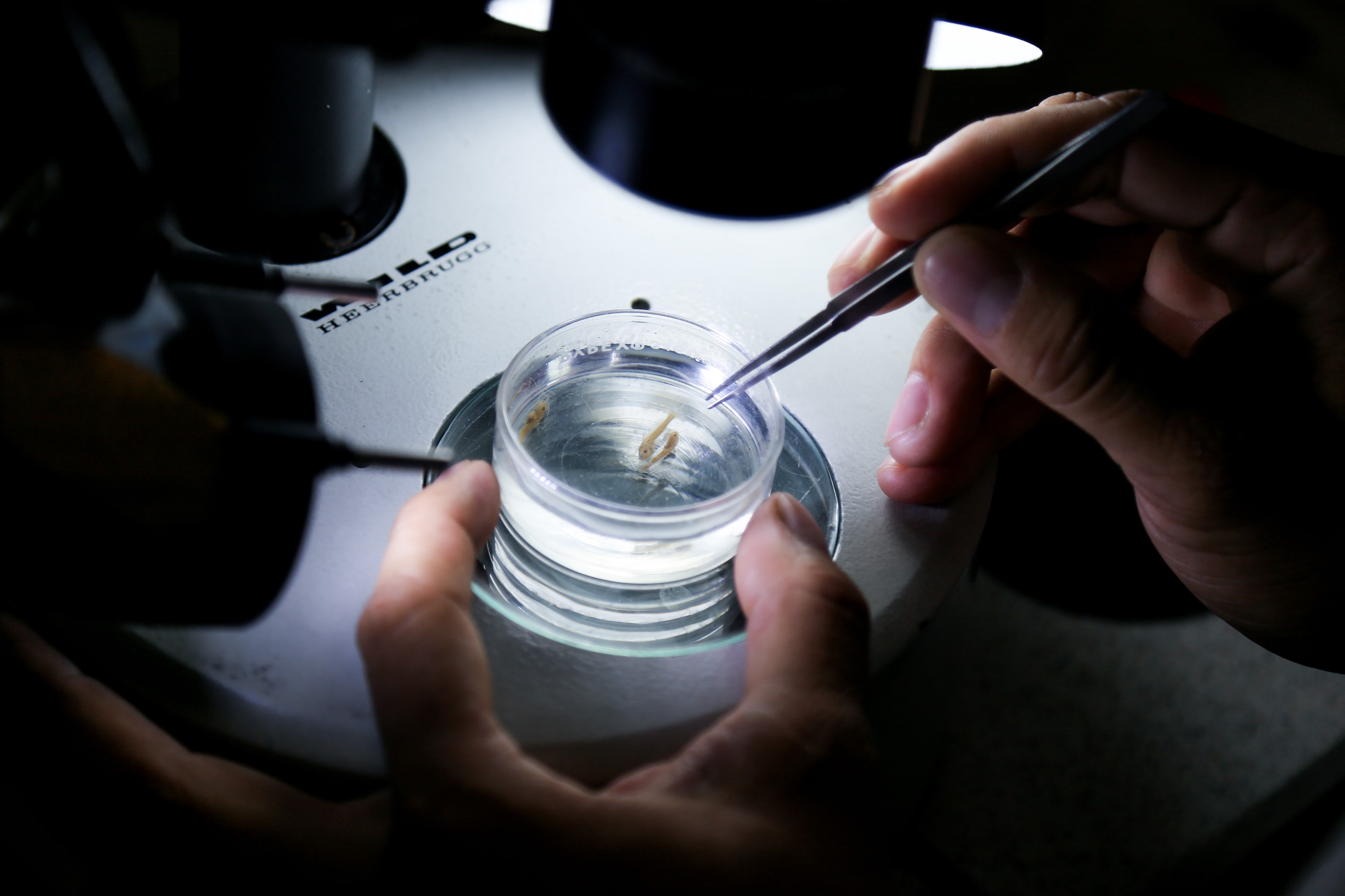 Pesquisa na Fapeam estuda peixes amazônicos lisos em fase de larva