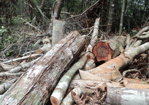 Ipaam aplica R$ 50 mil em multas por crimes ambientais na RDS Rio Negro