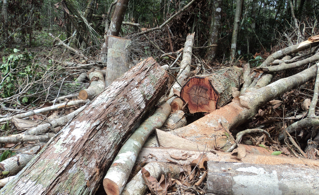 Ipaam aplica R$ 50 mil em multas por crimes ambientais na RDS Rio Negro