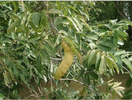 Saiba como tratar impinges e feridas na pele de forma natural  
