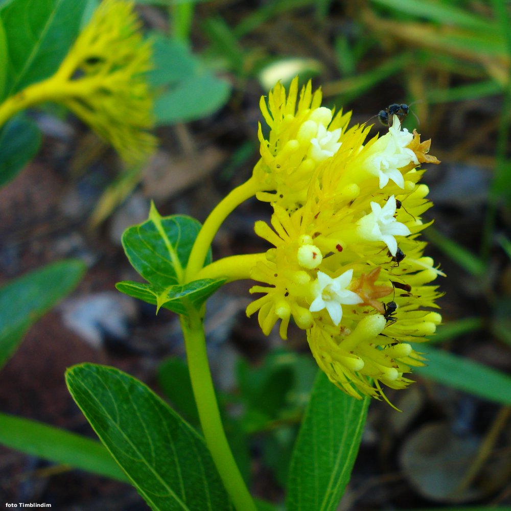 Depurativa e diurética, planta ajuda no tratamento de doenças renais 
