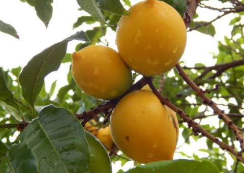 Rica em vitaminas e sais minerais, fruta ajuda a combater doenças
