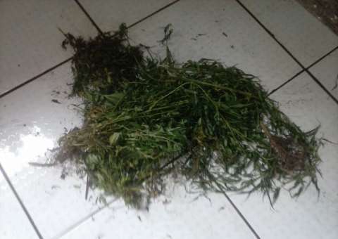 Inquilinos abandonam casa e proprietária encontra pés de maconha