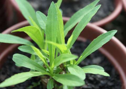 Espécie de Arnica apresenta ação anti-inflamatória 