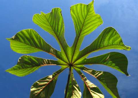 Extrato de planta medicinal tem ação contra hipertensão