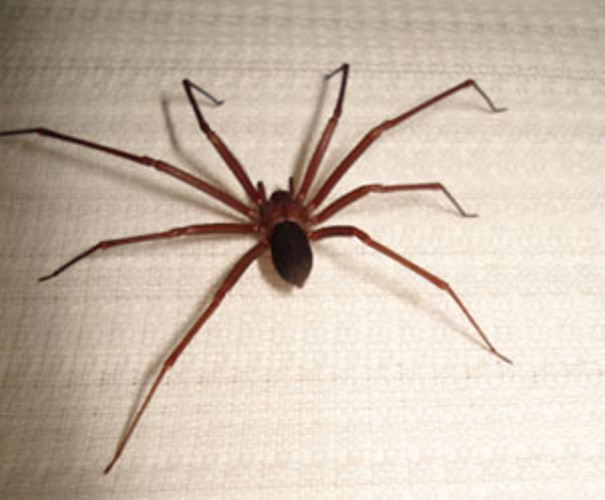 Jovem tranca criança em armário com aranhas para obrigá-la a fazer sexo 