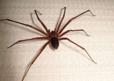 Jovem tranca criança em armário com aranhas para obrigá-la a fazer sexo 