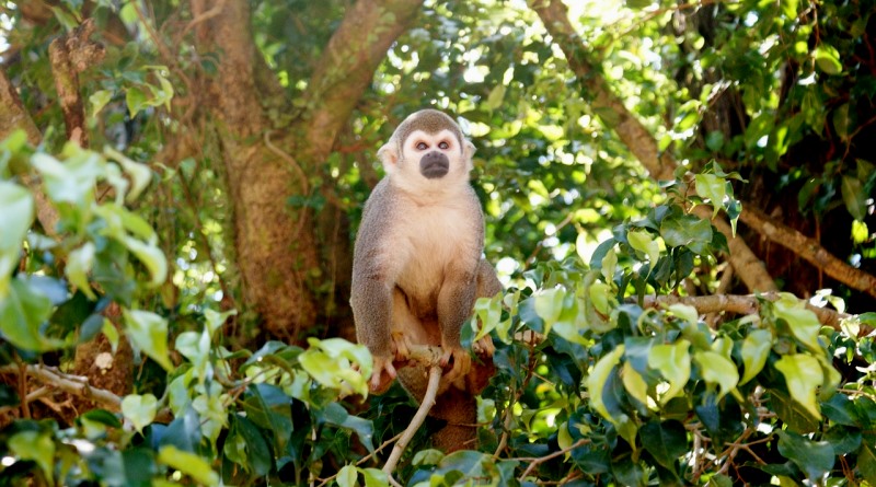 Mortes de macacos podem ter relação com a febre amarela no Amazonas 
