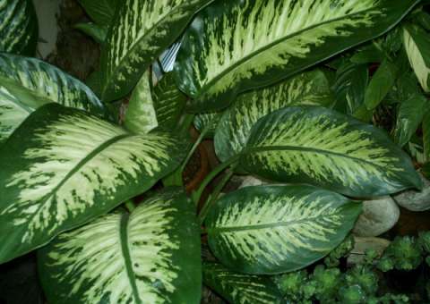 Planta pode causar envenenamento em crianças