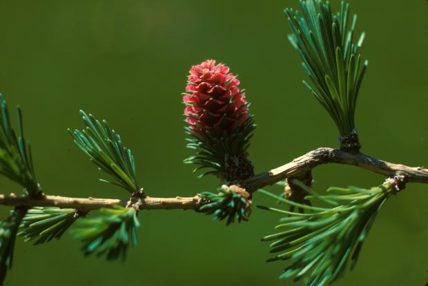 Reumatismo pode ser combatido com pomada e óleo de planta 