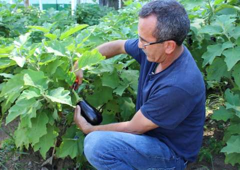 Estação experimental do IFAM produz hortaliças sem agroquímicos