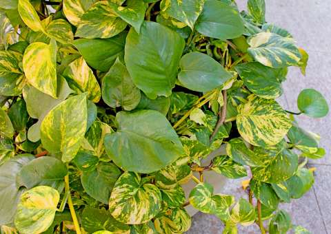 Com “poderes mágicos”, planta auxilia no tratamento de problemas hepáticos