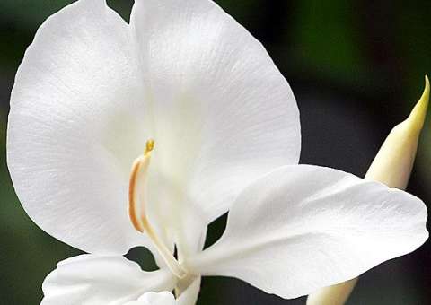 Planta ornamental tem propriedade que pode reduzir pressão arterial