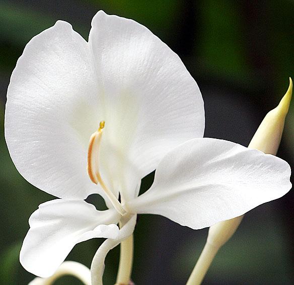 Planta ornamental tem propriedade que pode reduzir pressão arterial
