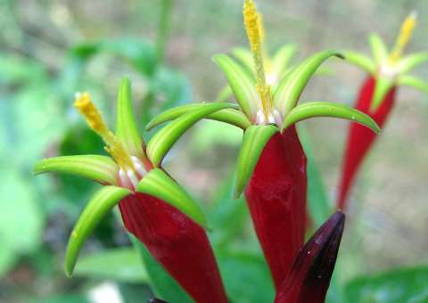 Erva tem ação potente contra vermes intestinais