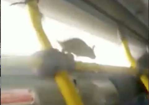 Passageiro indesejável causa tumulto em ônibus de Manaus 