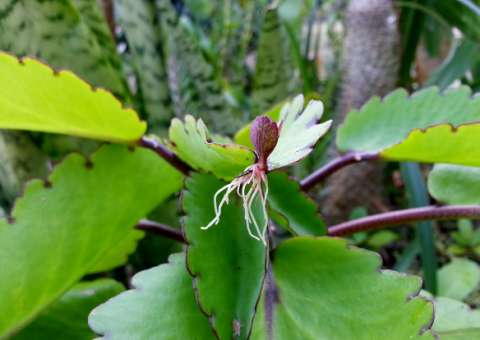 Folhas de planta podem ajudar a eliminar cálculos renais e reduzir inchaço nas pernas