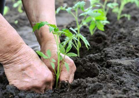 Projeto Horta Escolar será implantado em 43 novas escolas