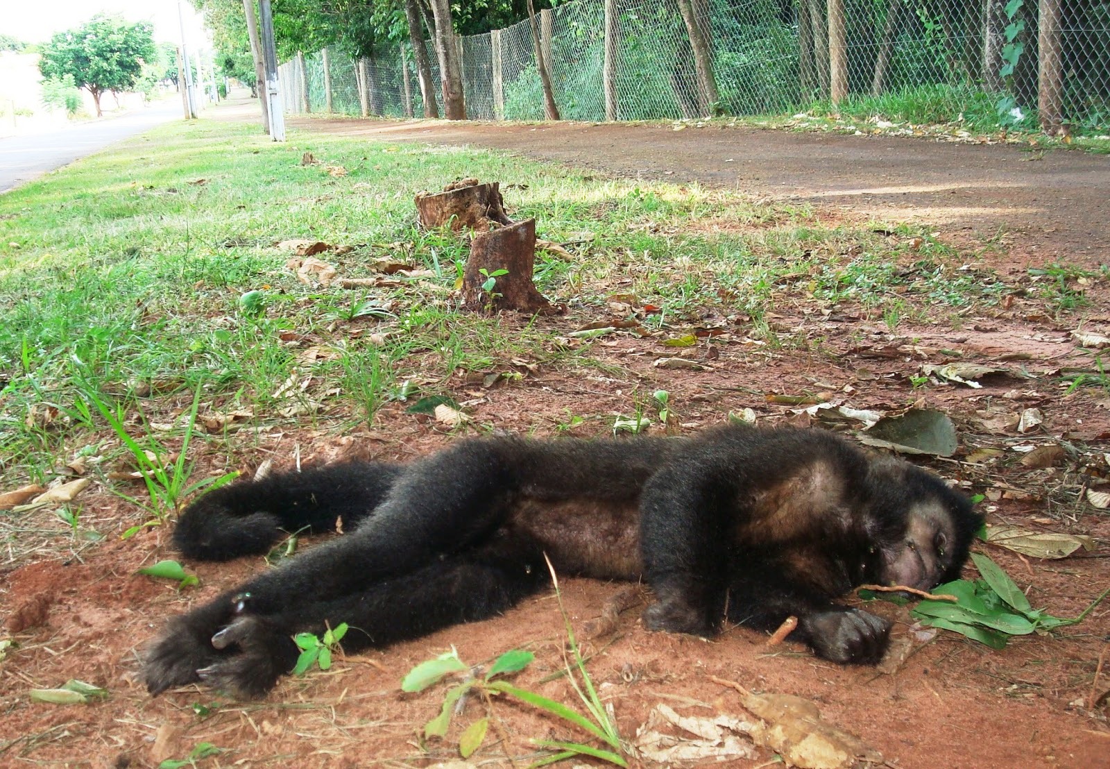 FVS envia restos de macacos com suspeita de febre amarela para análise no Pará 